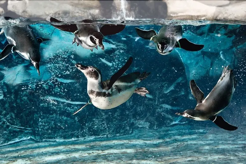 I pinguini di Humboldt nella loro vasca all'Acquario di Cattolica