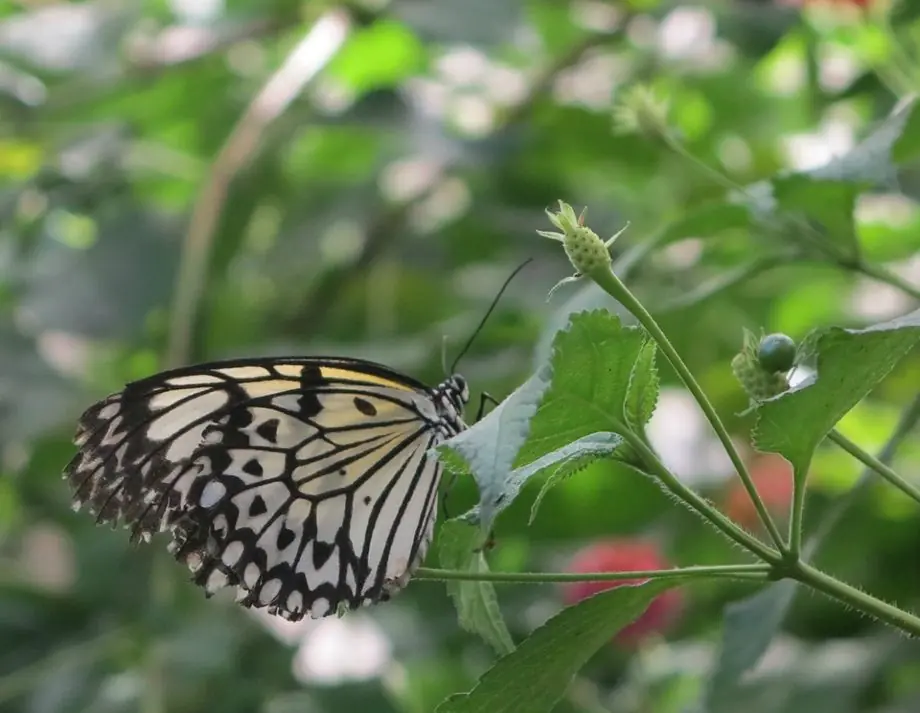Ein Schmetterling mit weiß-schwarz geäderten Flügeln auf einer blühenden Pflanze im Tropenhaus