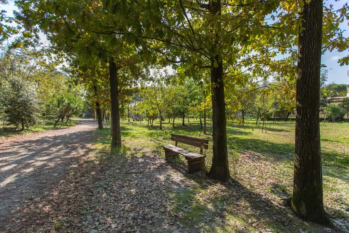A packed-earth path with a bench in a Cervia and Milano Marittima pinewood