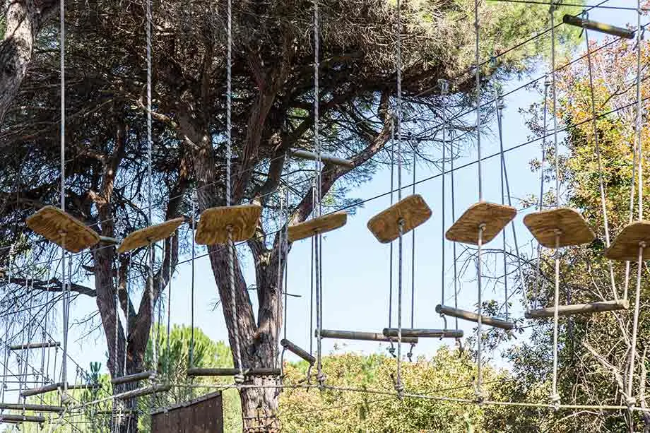 A walkway of wooden planks suspended from steel cables among the pine canopies