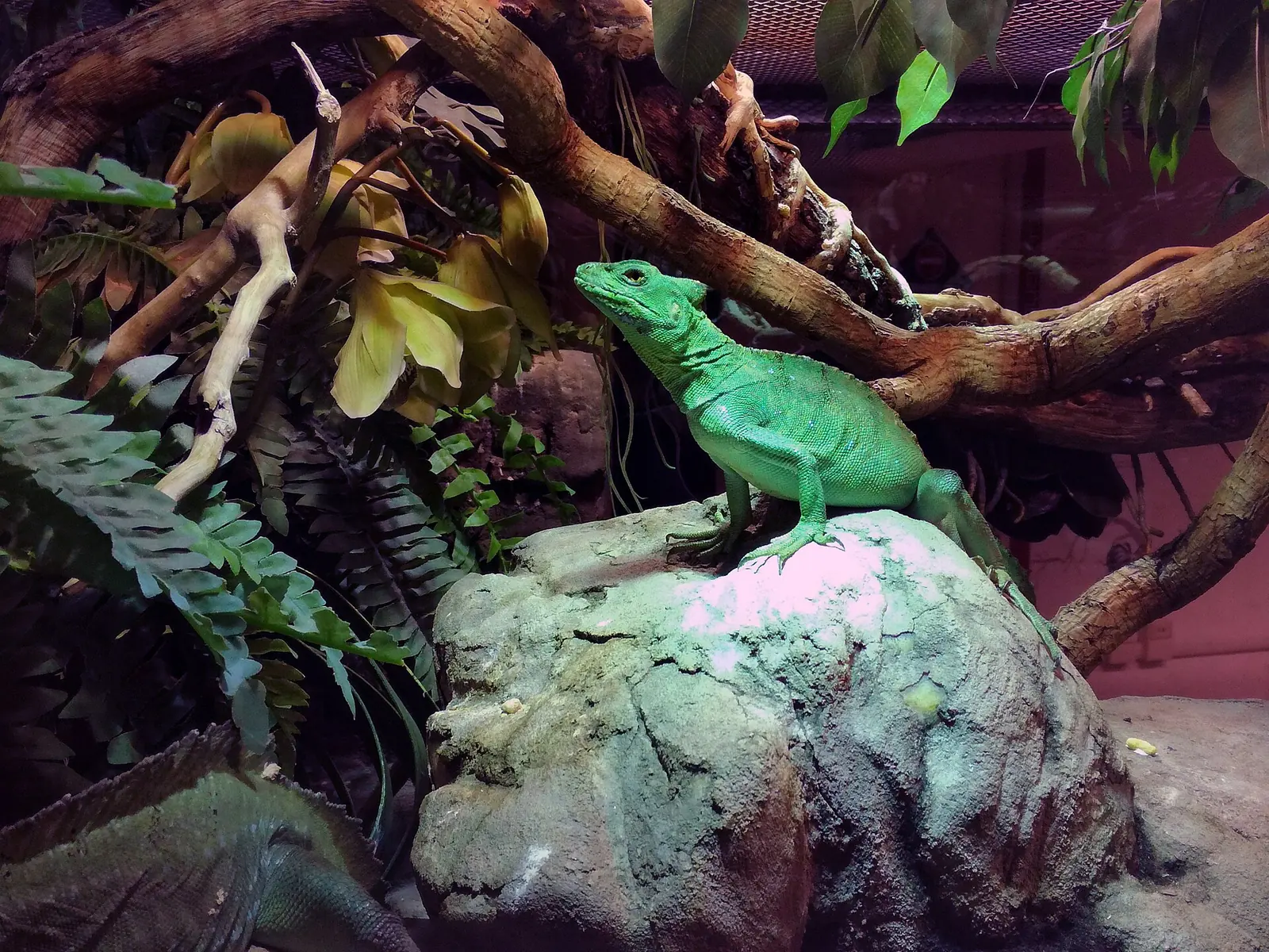 Ein grüner Basilisk auf einem Felsen zwischen Farnen und Ästen in einem Terrarium des Reptilienbereichs im Acquario di Cattolica