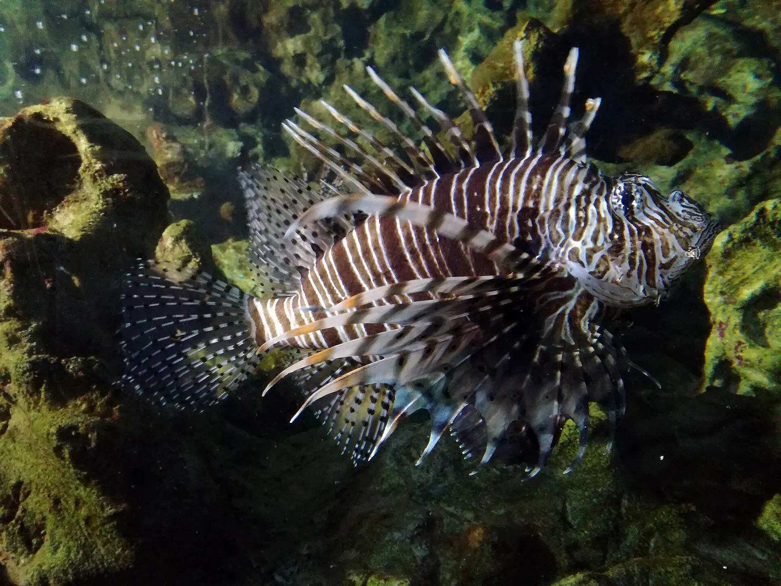 Ein Rotfeuerfisch mit ausgebreiteten Flossenstrahlen zwischen Felsen in einem Becken des Acquario di Cattolica