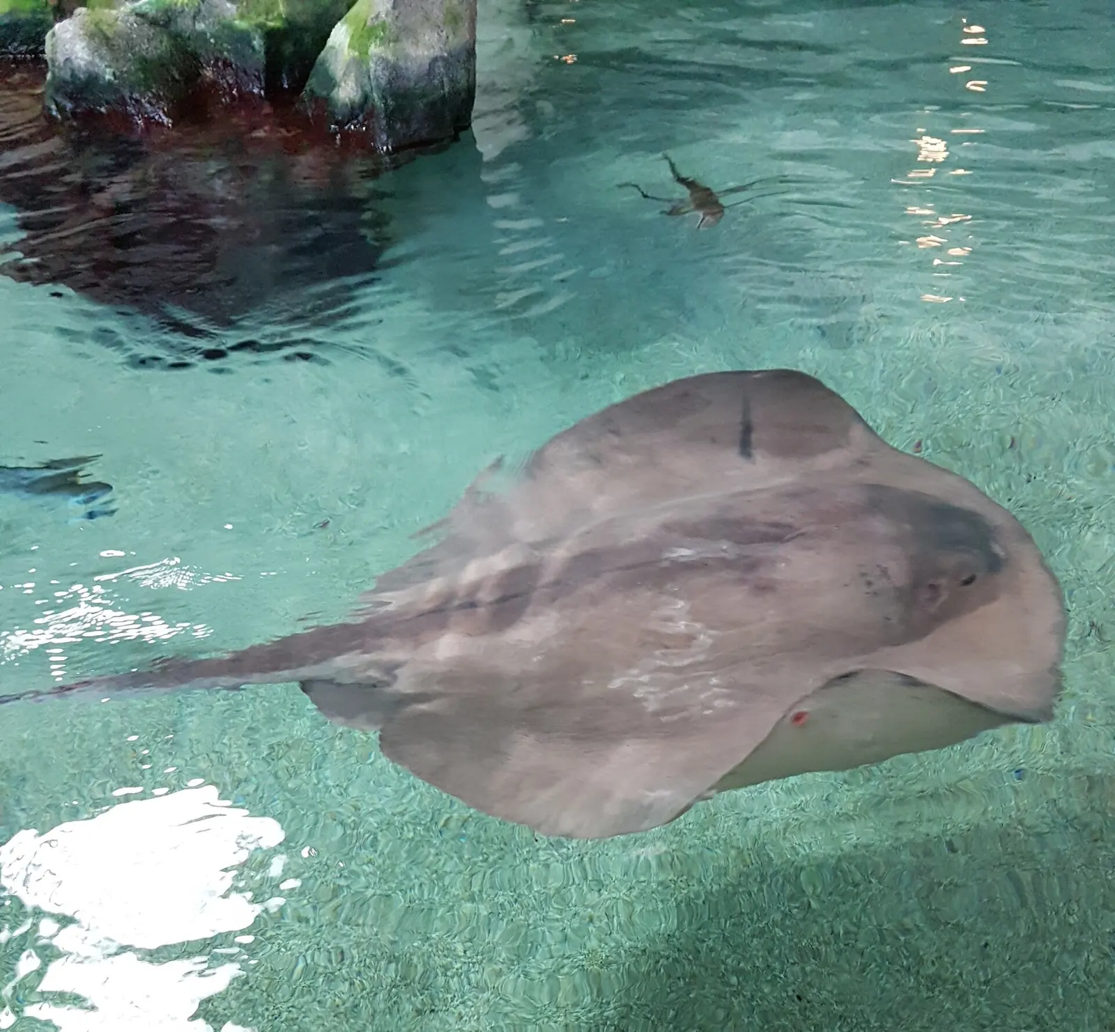 Una razza che nuota in una vasca poco profonda dell'Acquario di Cattolica, con rocce sullo sfondo