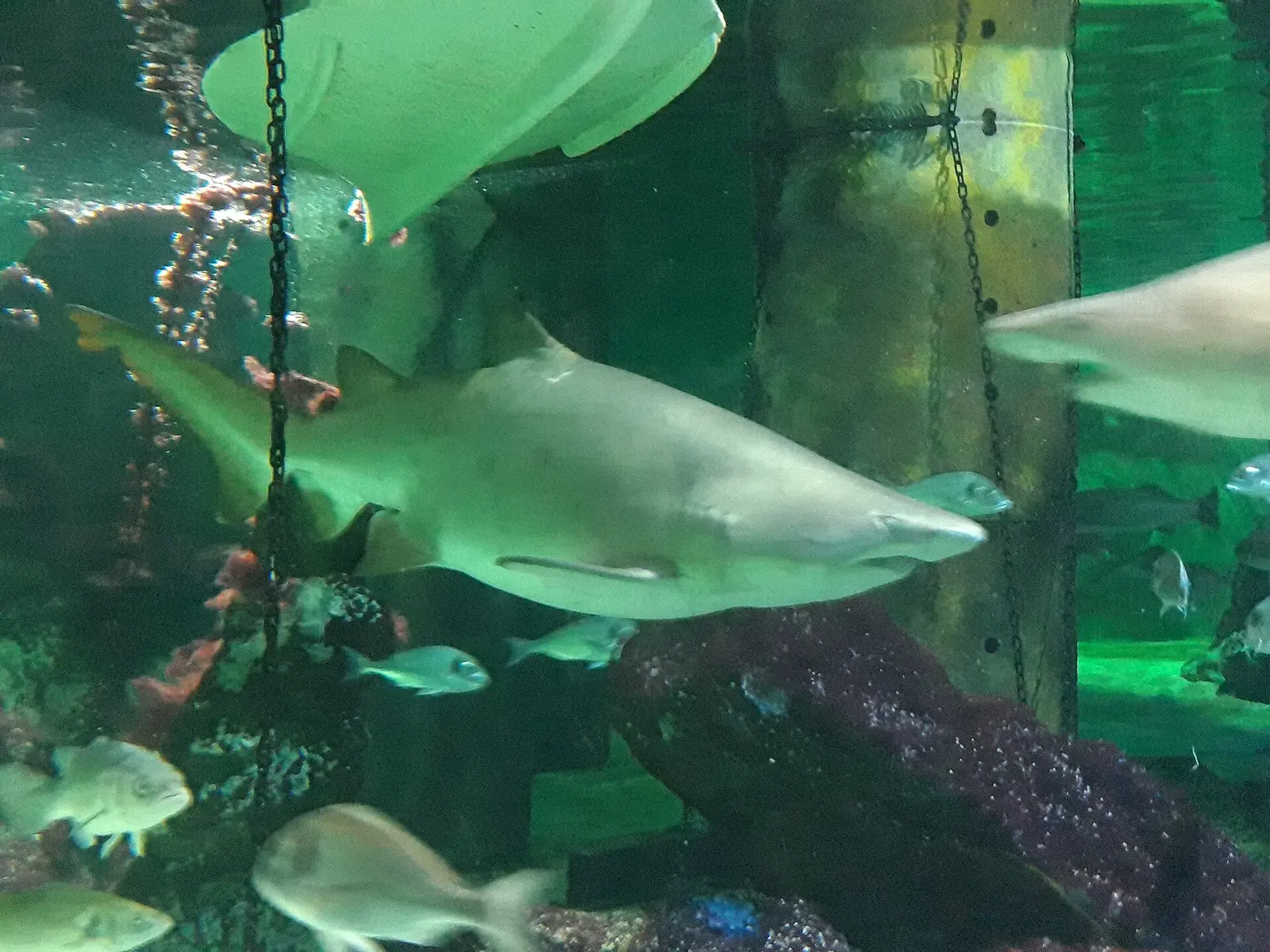 Zwei Sandtigerhaie und weitere Fische im großen Becken des Acquario di Cattolica durch die Scheibe gesehen