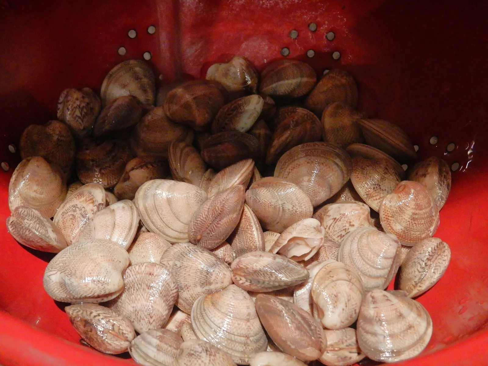 Vongole in uno scolapasta rosso, pronte per essere cucinate