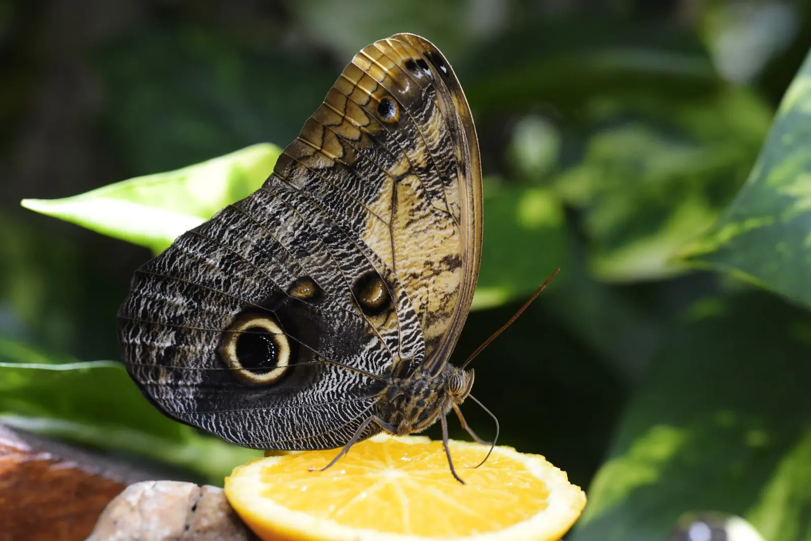 A butterfly with brown wings and large eyespots, resting on an orange slice among leaves