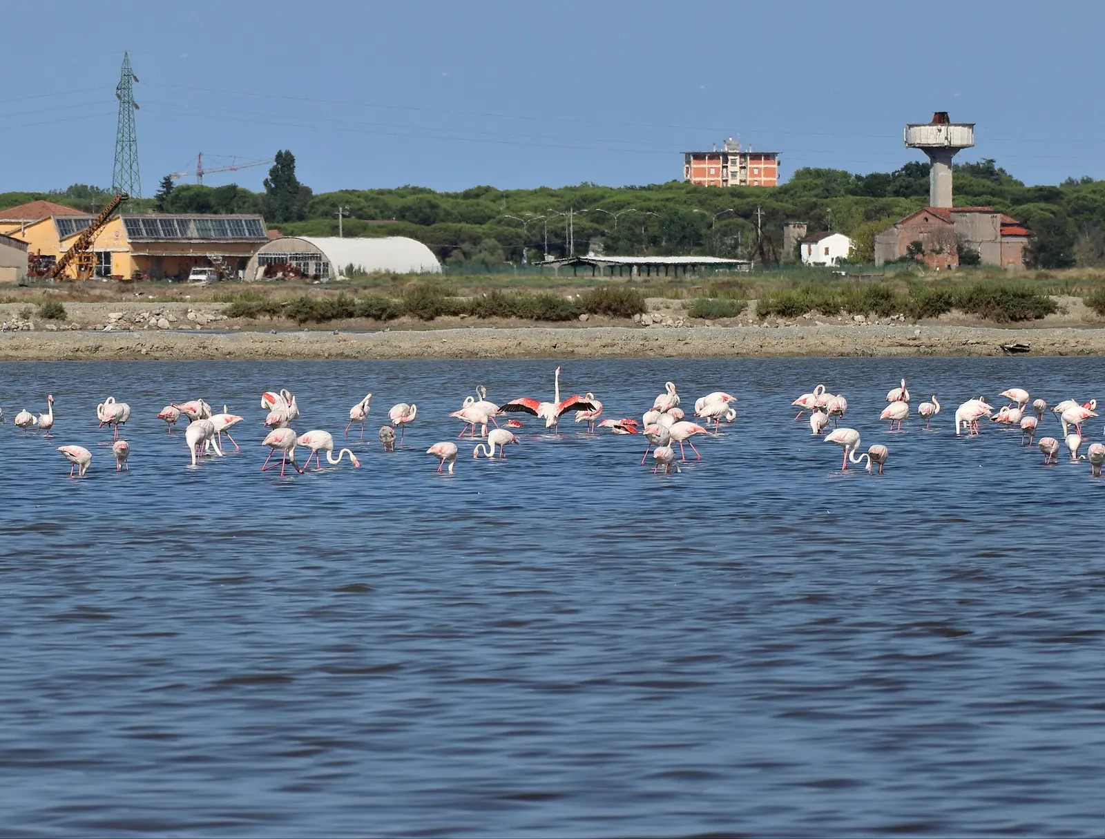 Pink flamingos in a Cervia salt pan basin, with vegetation and some buildings in the background
