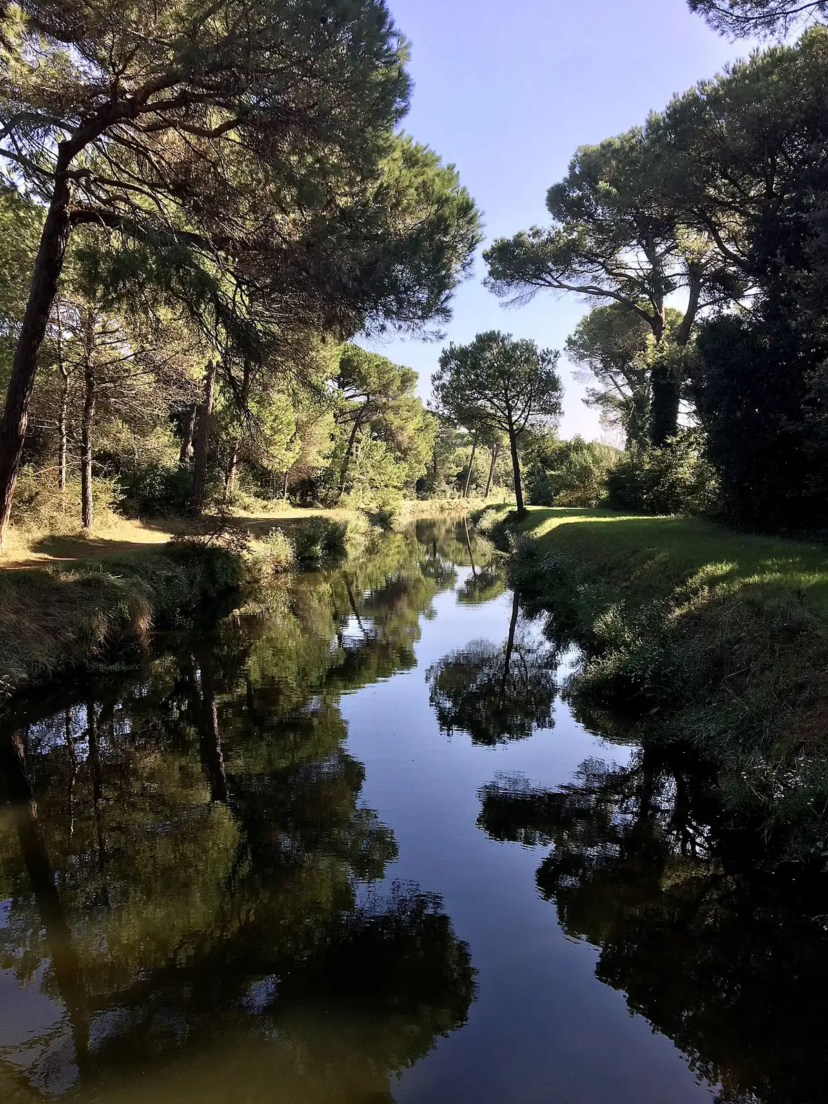 Un canale fra i pini della pineta di Cervia, con gli alberi riflessi nell'acqua e un sentiero sulla riva