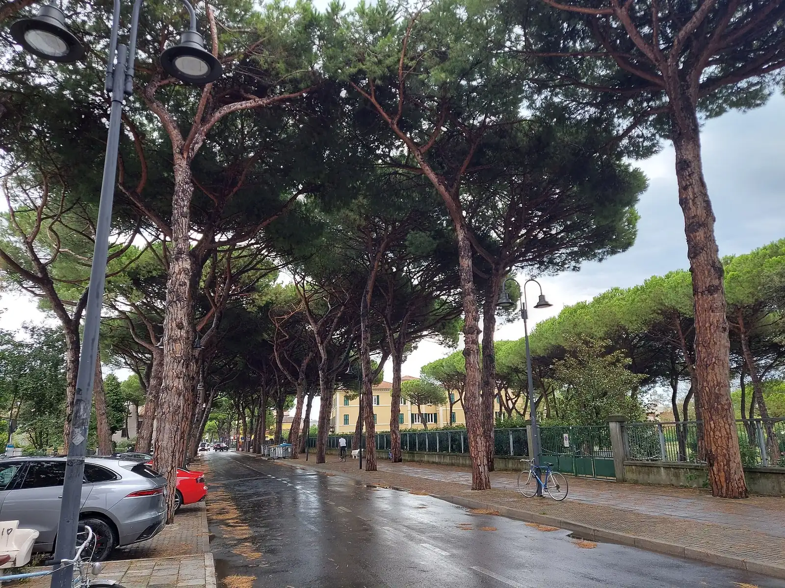 Viale della Stazione in Cervia beneath stone pines, with rain-wet asphalt