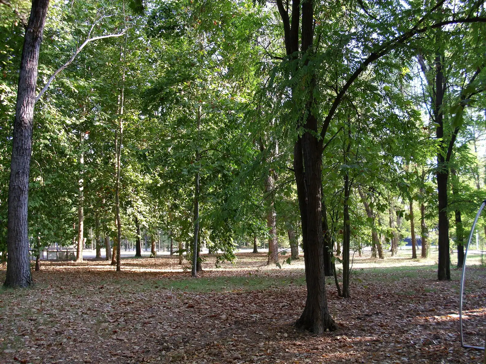 Ein Weg zwischen hohen Bäumen im Parco di Ponente in Cesenatico, mit trockenem Laub am Boden