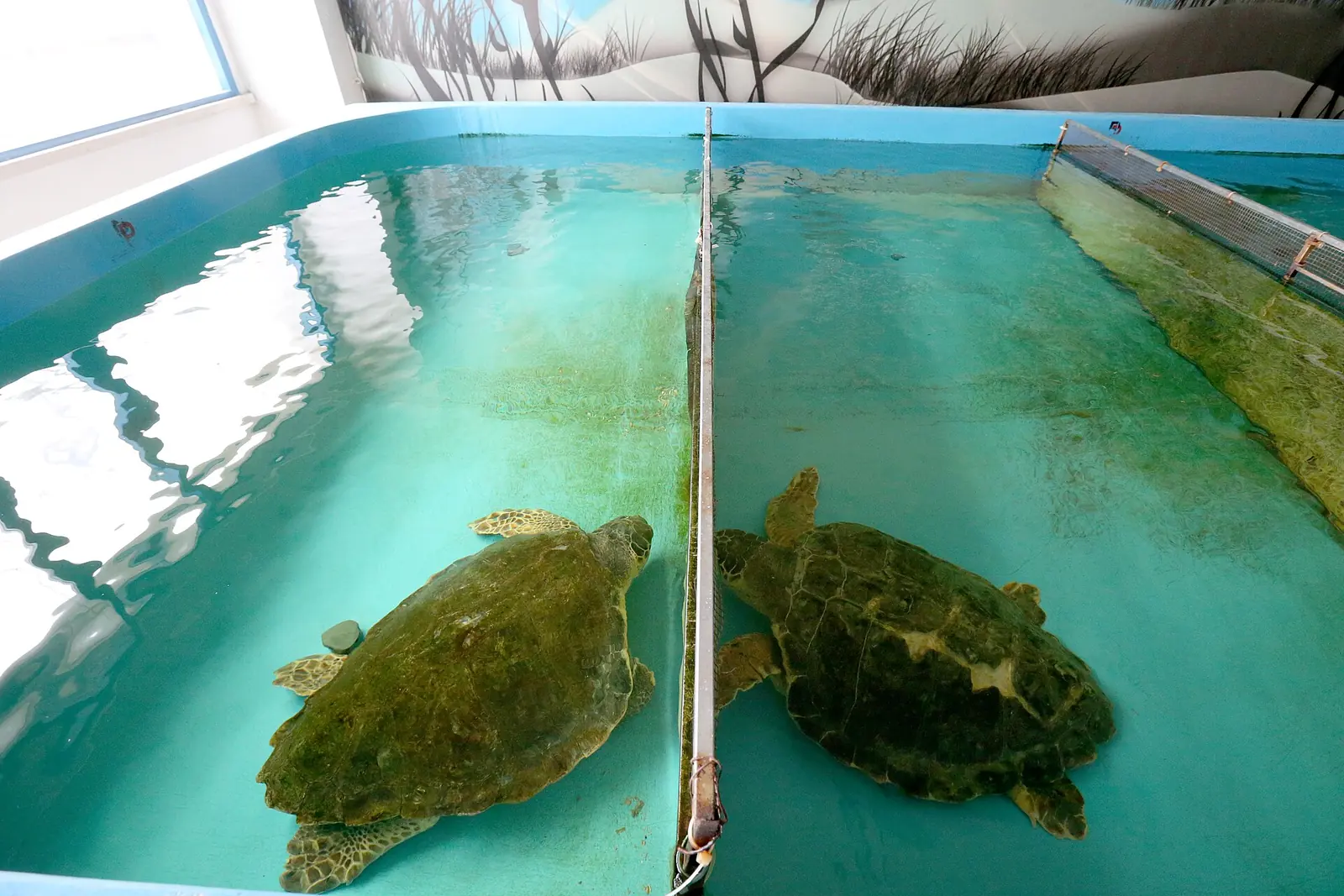 Deux tortues marines dans un bassin séparé par une cloison, avec l'eau bleu-vert et les fenêtres reflétées