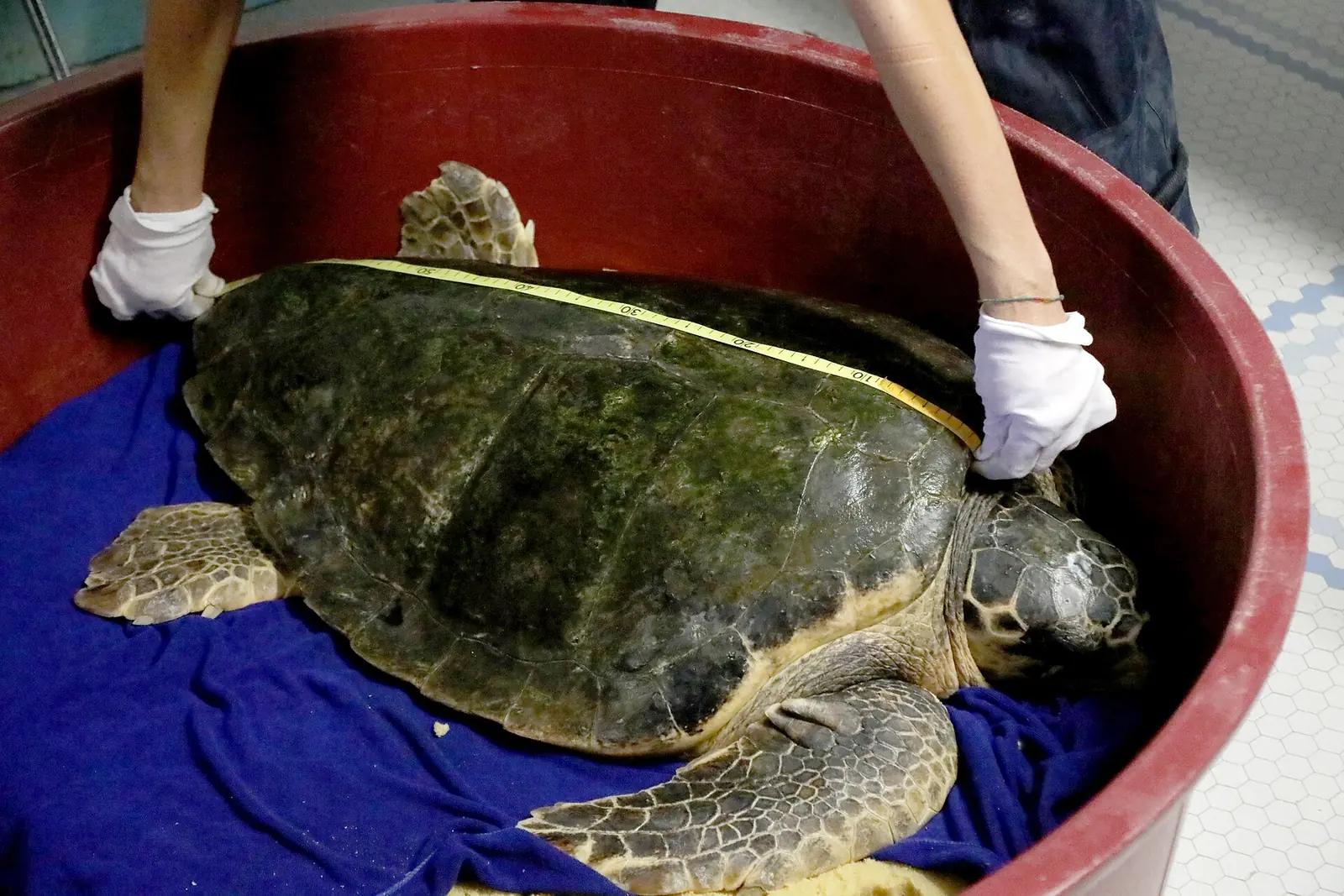Une tortue marine dans un bac rouge sur une bâche bleue, tandis que deux mains gantées de blanc mesurent sa carapace