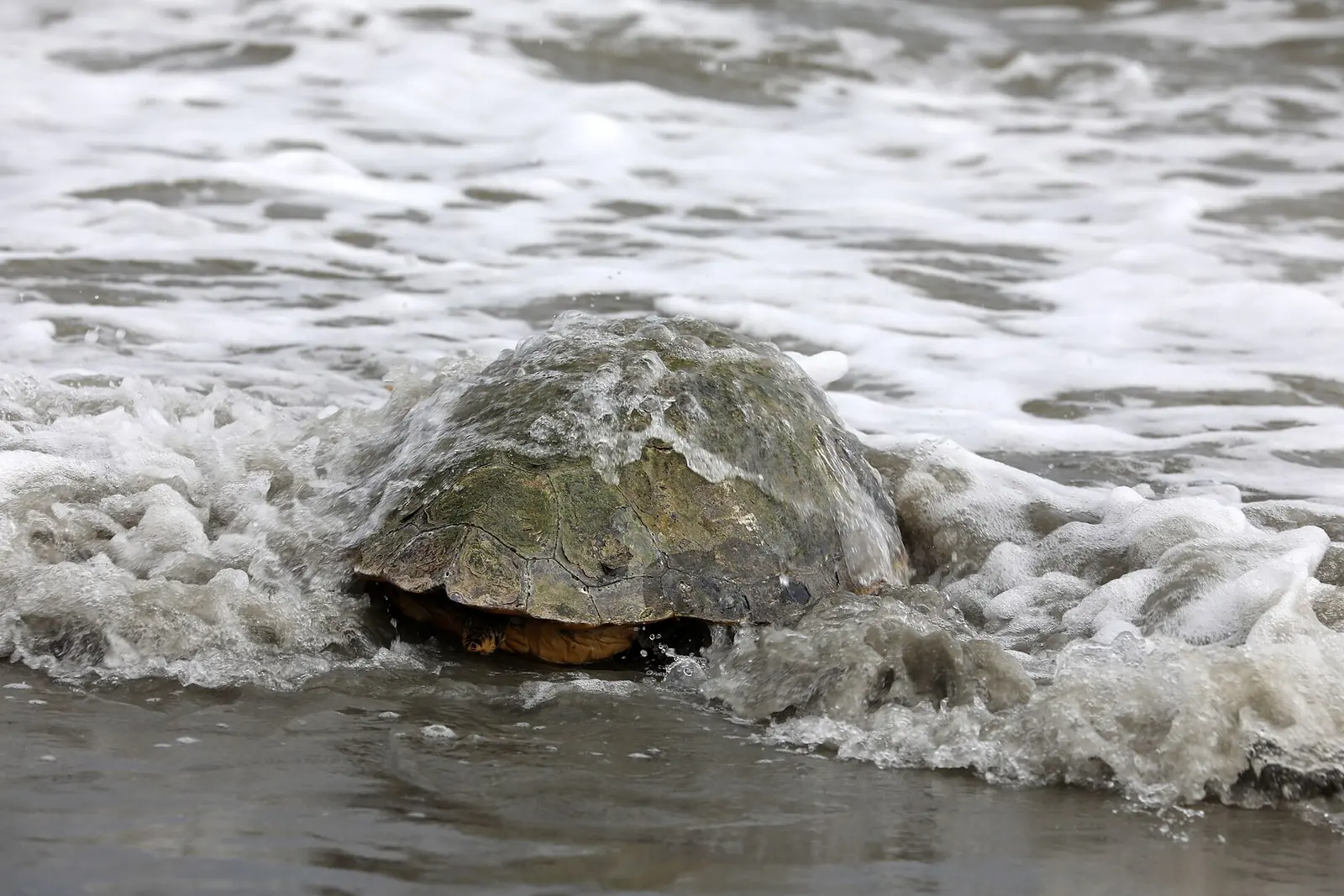 Une tortue marine dans l'écume des vagues après sa remise en mer