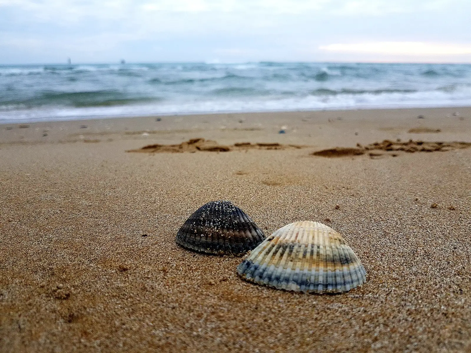 Zwei Muscheln auf einem Sandstrand mit Wellen des bewegten Meeres und bedecktem Himmel im Hintergrund