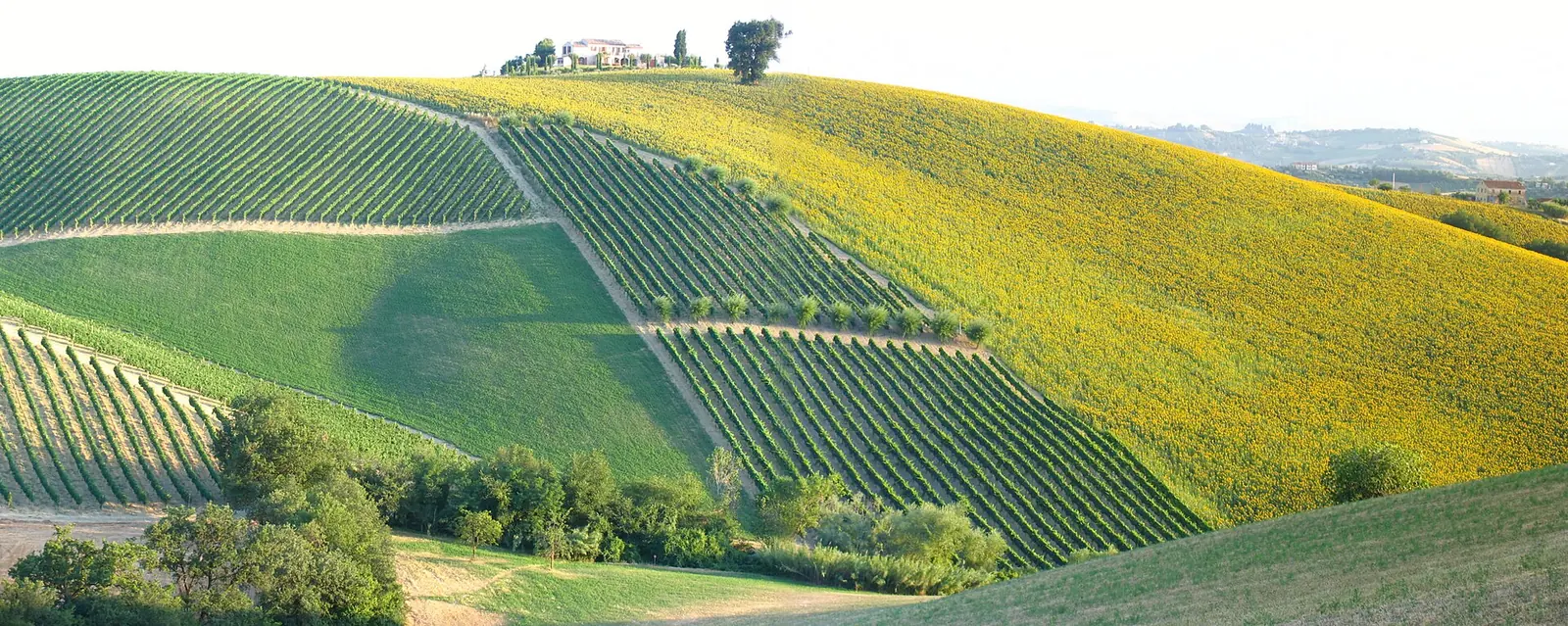 Hills planted with vineyards and sunflowers, with rows of olive trees and a house on top, in the agricultural landscape of the Marche