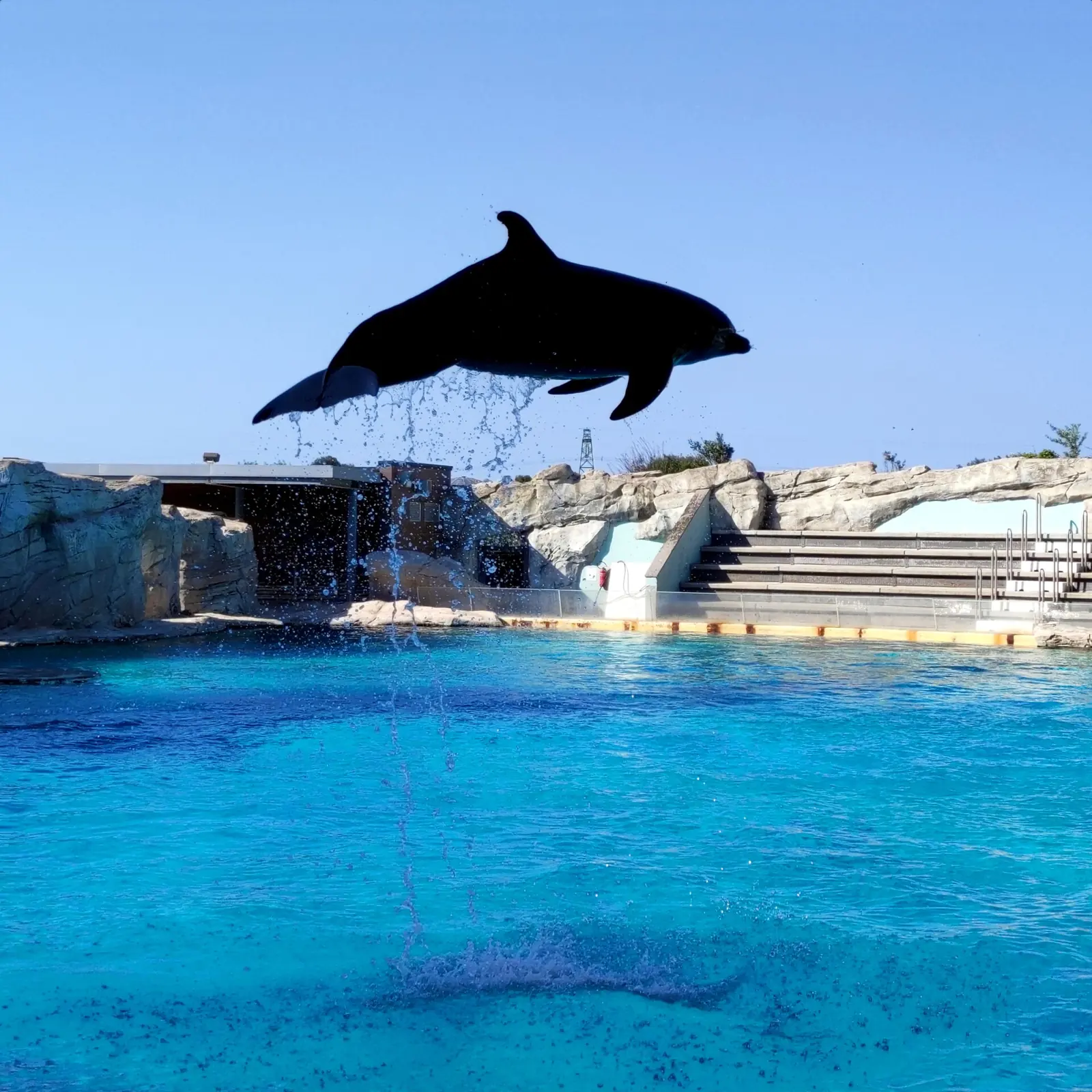 Un dauphin sautant à contre-jour au-dessus du bassin bleu du delphinarium, avec les gradins et les rochers en arrière-plan