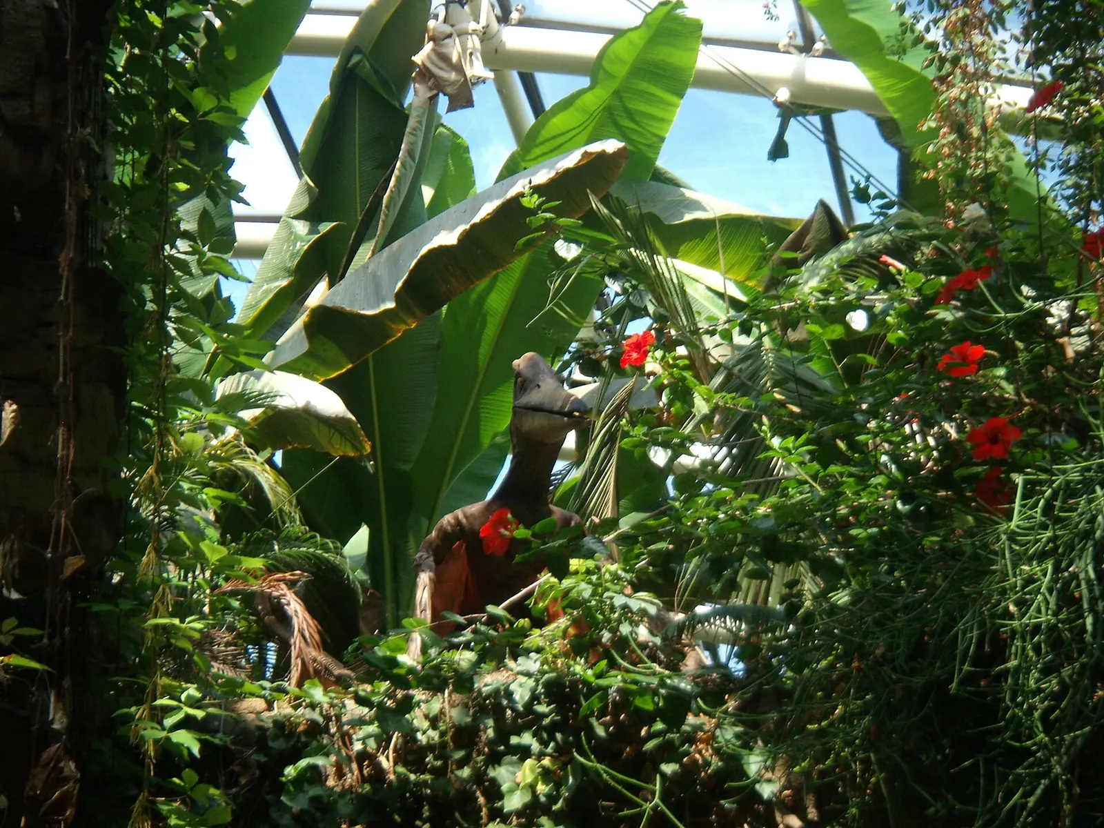 Ein Pteranodon-Modell zwischen Bananenblättern und roten Blüten in einem tropischen Gewächshaus