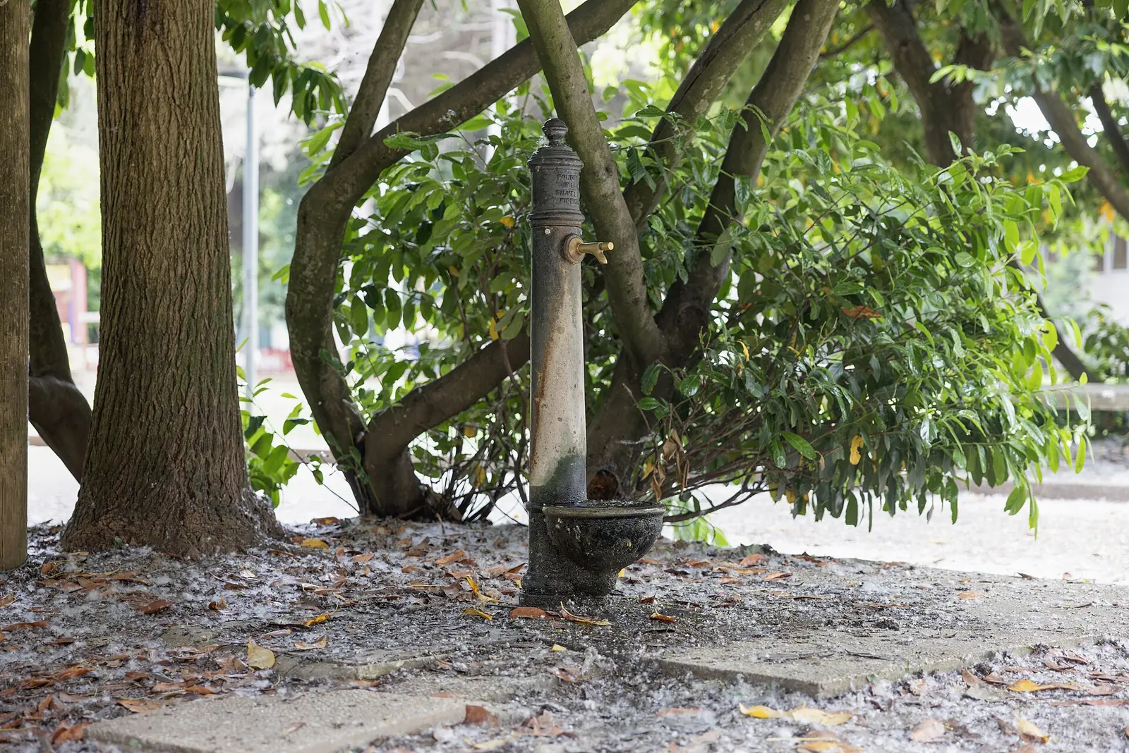 A cast-iron drinking fountain among tree trunks in Parco della Resistenza, Riccione
