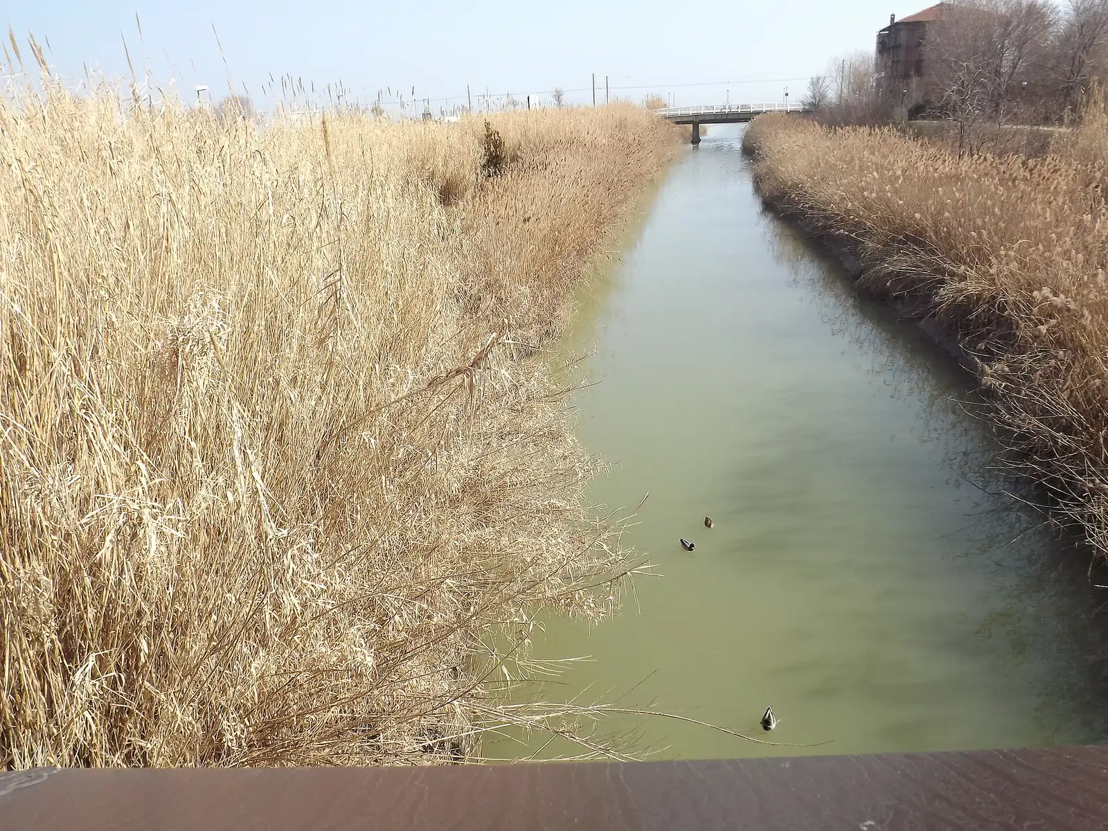 Ein Kanal des Marano in Riccione mit trockenen Schilfufern und einer kleinen Brücke im Hintergrund