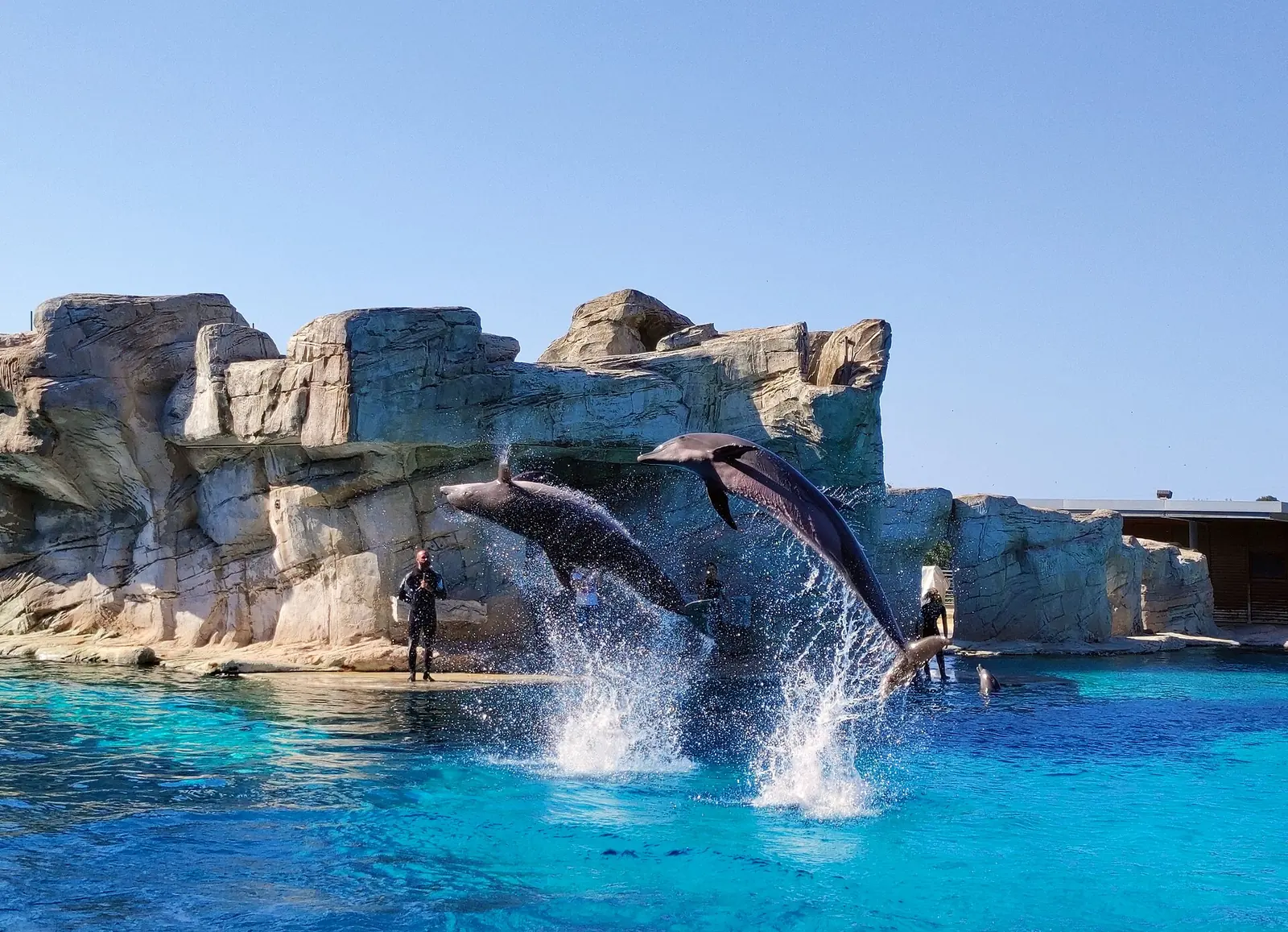 Deux dauphins sautant hors de l'eau turquoise devant des rochers artificiels, dans le delphinarium d'Oltremare