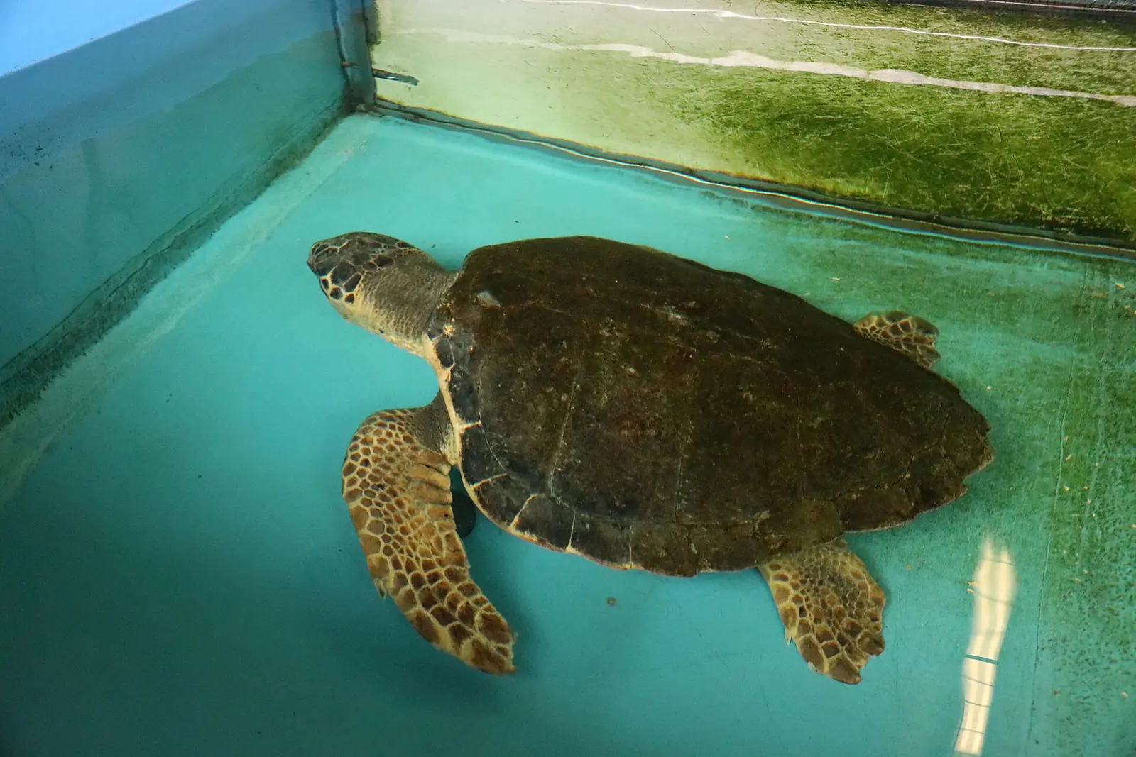 Une tortue marine Caretta caretta nageant dans un bassin bleu de l'hôpital des tortues