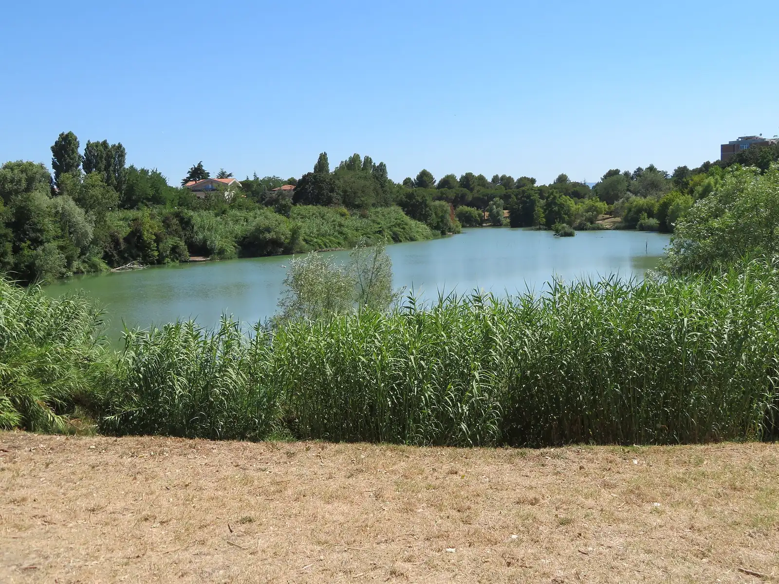 Der See im Parco della Cava in Rimini mit Schilf im Vordergrund und Bäumen am gegenüberliegenden Ufer