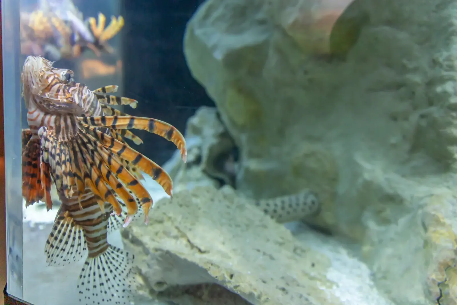 Un pesce scorpione con le pinne a ventaglio striate in una vasca dell'Acquario di Cattolica