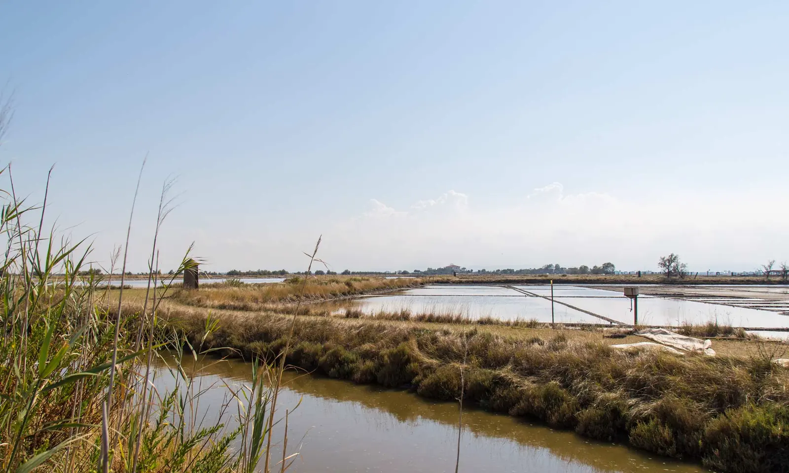 Le vasche della salina di Cervia fra i canneti, con un argine erboso e il cielo chiaro