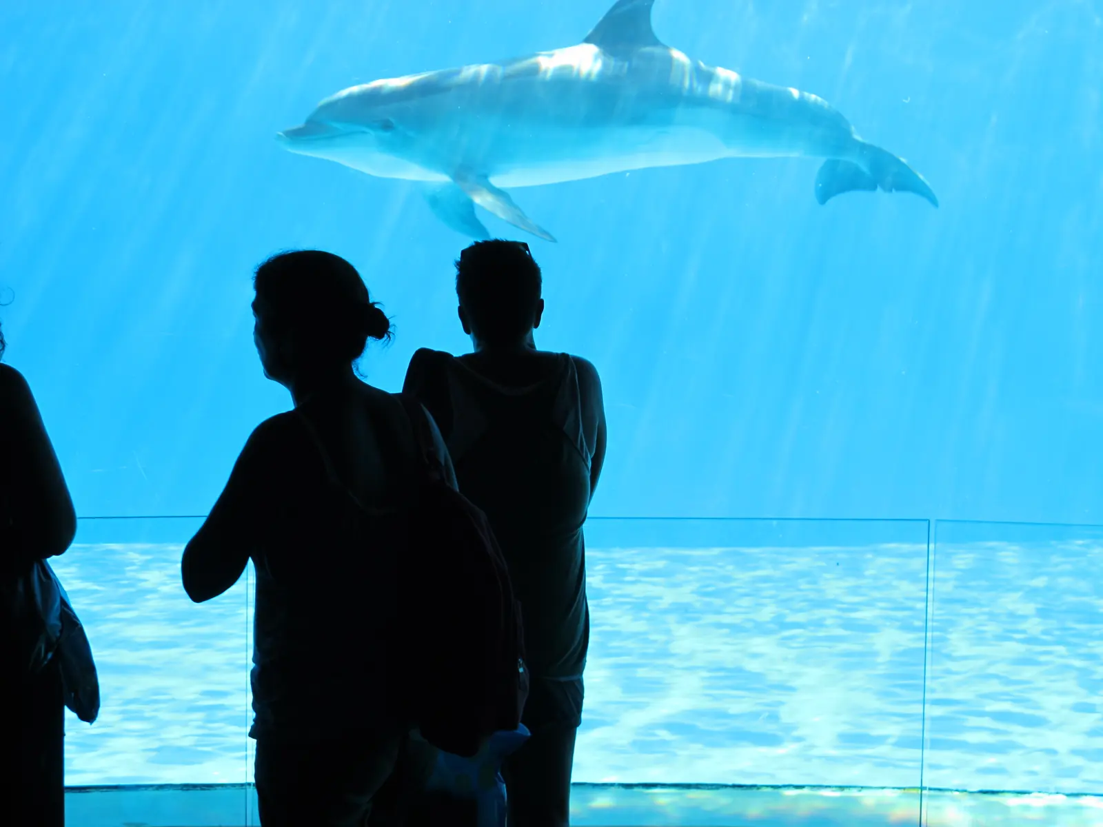 Due visitatori in controluce davanti alla grande vetrata subacquea di Oltremare, con un delfino che nuota sopra di loro