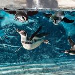Pinguini in acqua nell'acquario di Cattolica