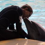 Delfino e addestratrice nella vasca di Oltremare a Riccione