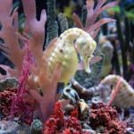 cavalluccio marino nei coralli a Riccione Oltremare
